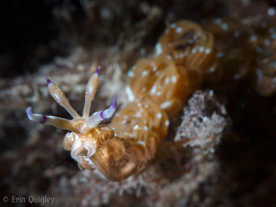 Pteraeoldia ianthina, Dragon nudibranch, 03.10_MiddleNamePrideDay, Nudibranch, Lembeh Strait, North Sulawesi Indonesia, Bitung, critters@Lembeh Resort, Lembeh Resort,underwater photography,Erin Quigley