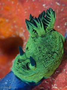 Nembrotha milleri, 03.17_St.Patrick'sDay, Nudibranch, Lembeh Strait, North Sulawesi Indonesia, Bitung, critters@Lembeh Resort, Lembeh Resort,underwater photography,Erin Quigley