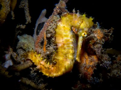 Thorny seahorse, Hyppocampus histrix, critters@LembehResort, North Sulawesi Indonesia 2016