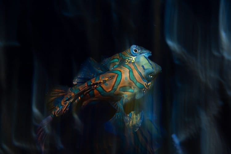Mandarin Fish Photography by Jacob Guy