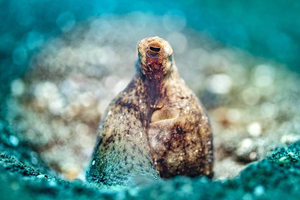 Tobias Friedrich Lembeh Resort