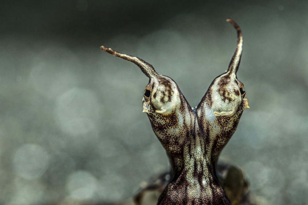 Tobias Friedrich Lembeh Workshop