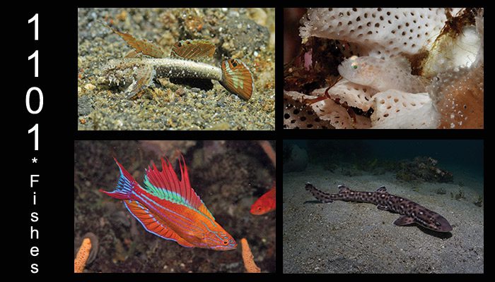 1101 Fishes – 43 More than they Thought Before!