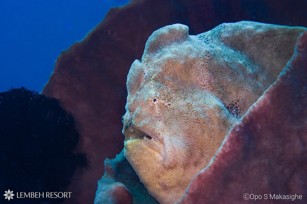 1200 Giant Opo S Giant frogfish