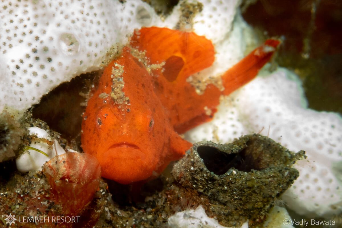 Ocelated frogfish Lembeh