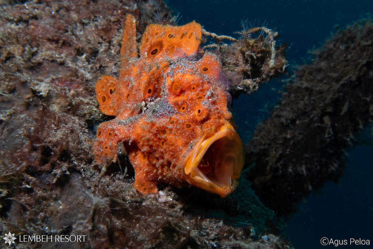 1200 Painted Agus Painted Frogfish