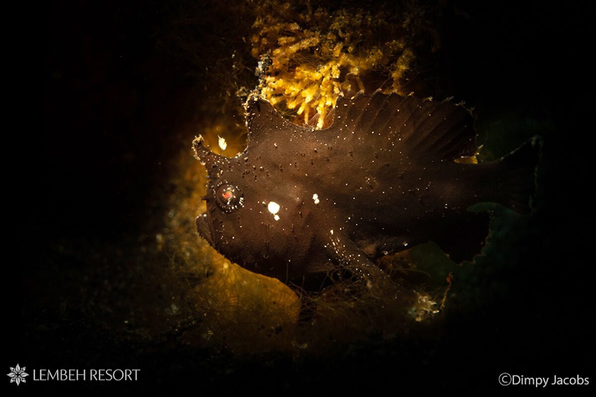 1200 Randalls Dimpy Randall's Frogfish