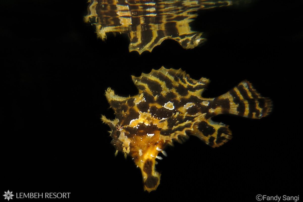 1200 Sargassum Fandy Sargassum Frogfish