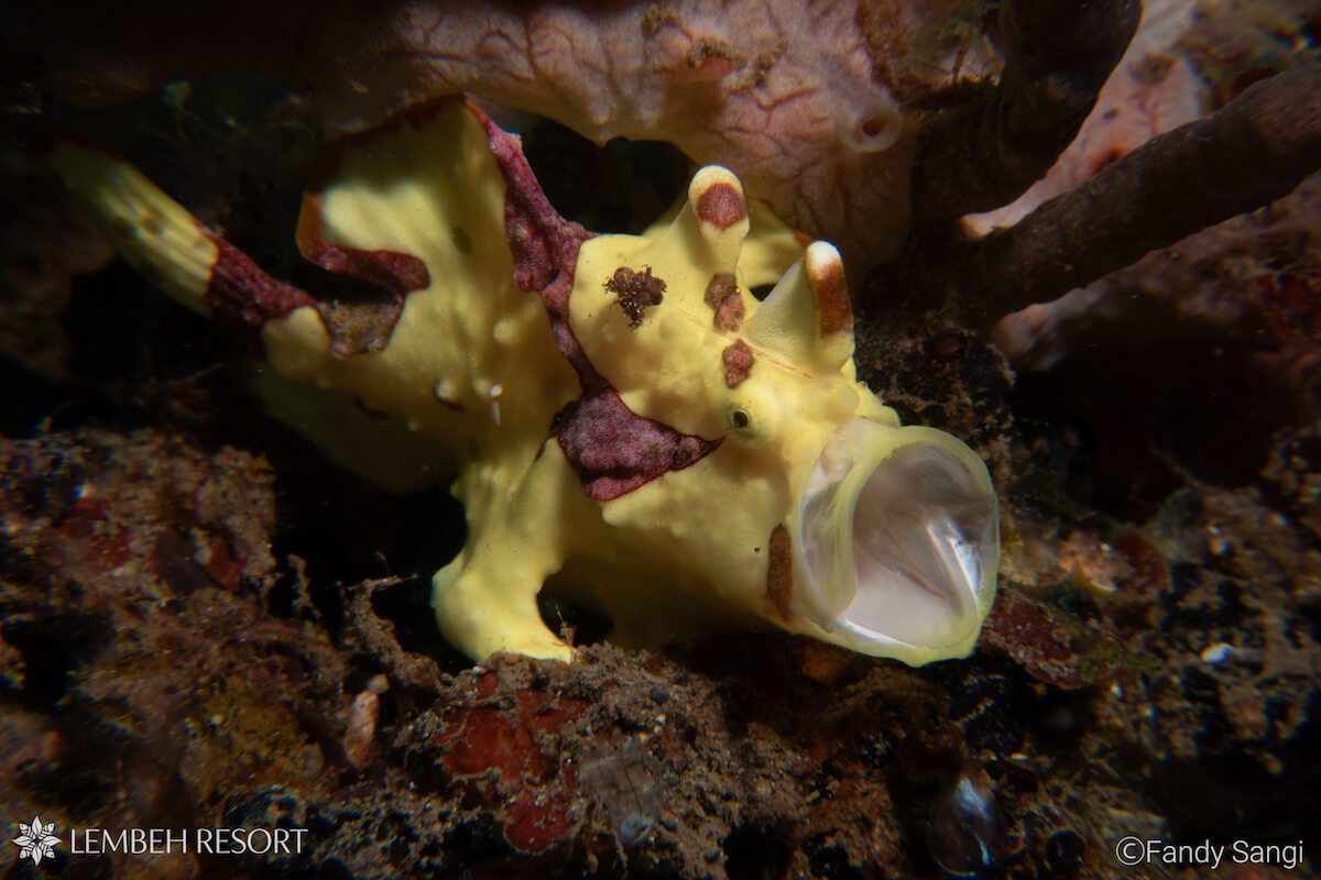 1200 Warty Fandy Warty Frogfish