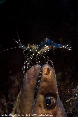 Wayne MacWilliams.Commensal shrimp on black saddled snake eel