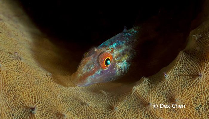 Capturing Critters in Lembeh Workshop 2013: Day 5 & 6