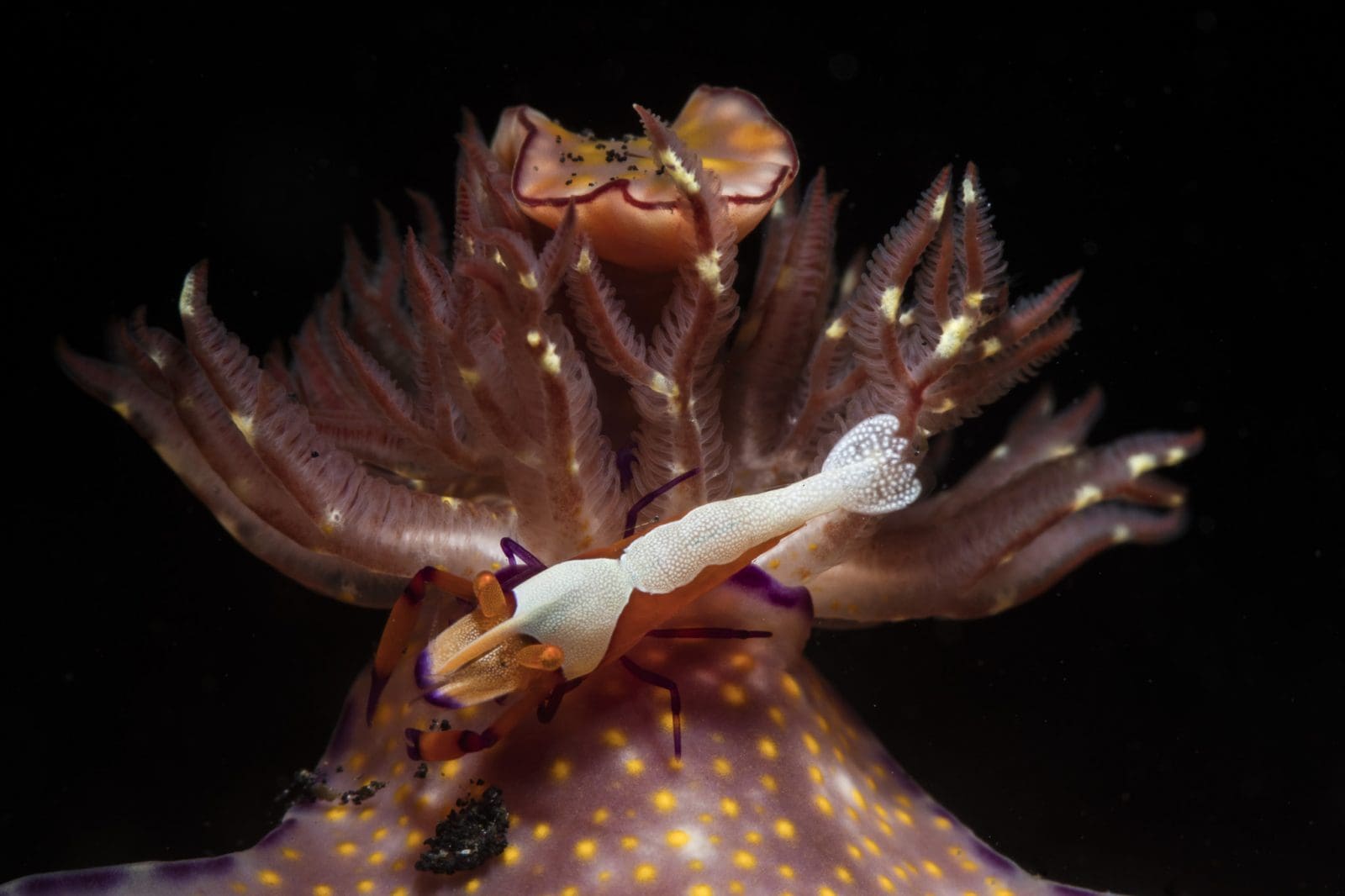 Emperor shrimp on ceratosoma trilobatum nudibranch