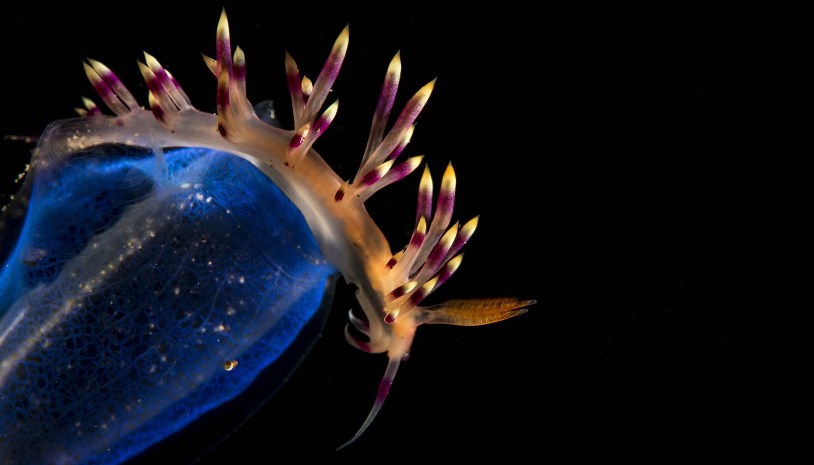 Lembeh Gulen Critter Shootout 2016, Nudibranch Results Revealed!