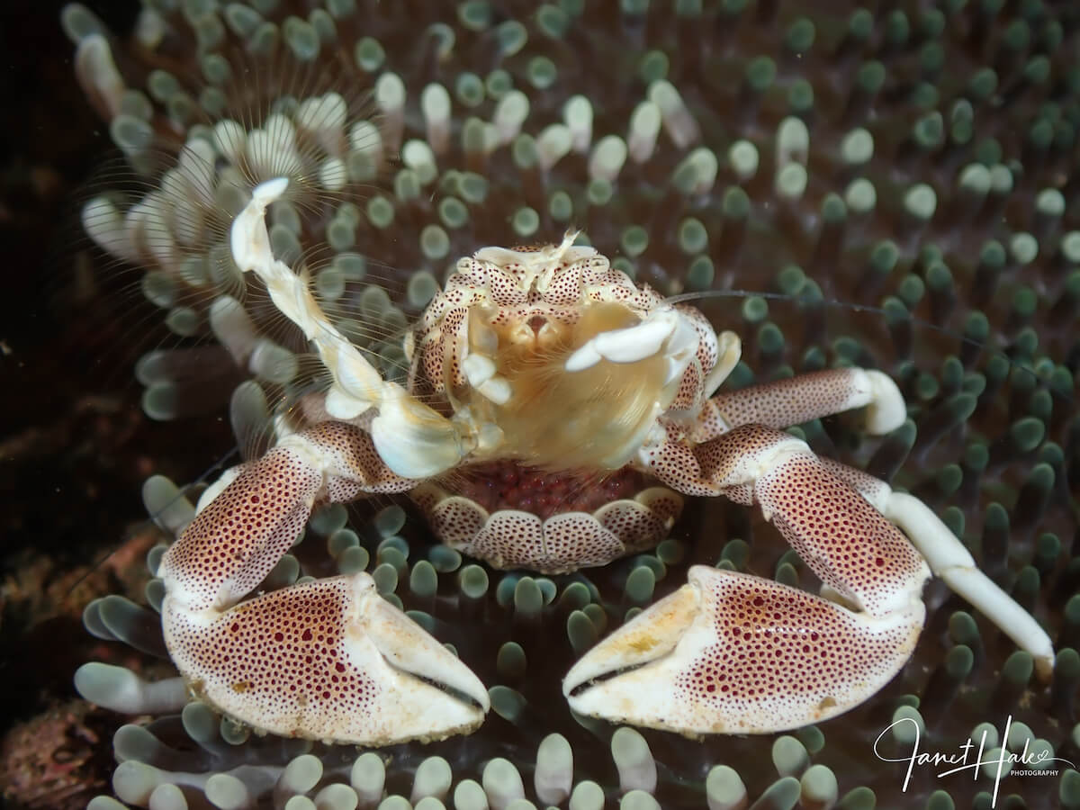 Spiny porcelain crab