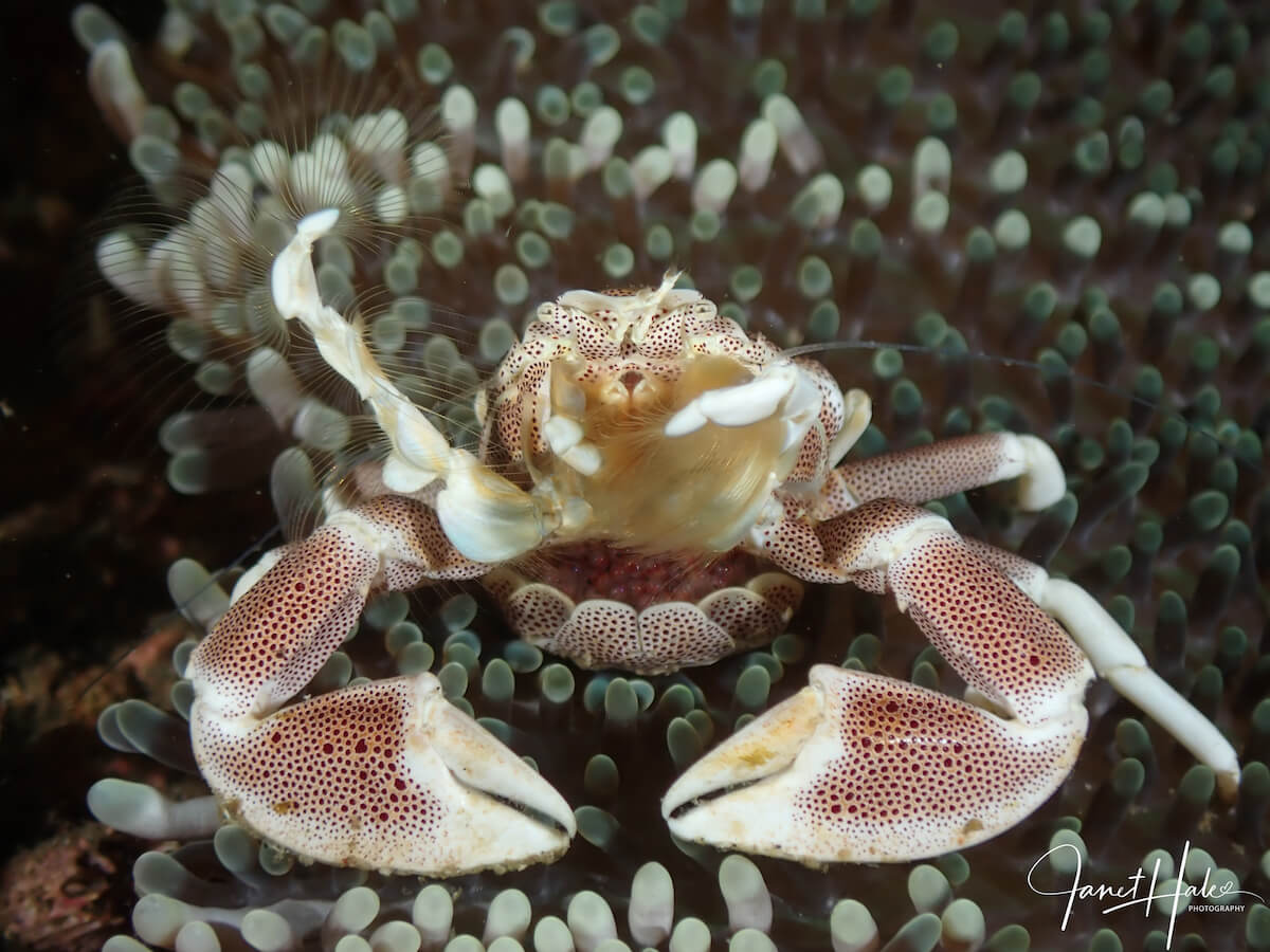 2 Spiny Porcelain Crab - Neopetrolisthes spinatus - with eggs Spiny porcelain crab