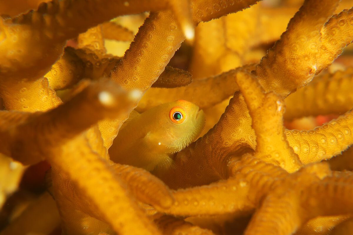 2. Golden coral goby (Paragobiodon xanthosoma)
