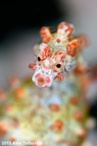 Pygmy seahorse (Hippocampus bargibanti), Alex Tattersall, Lembeh, Indonesia 2017