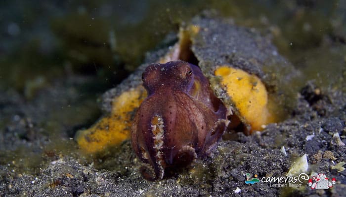 Critters of the Lembeh Strait | 2014 Highlights