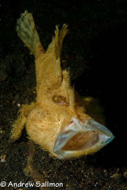 20150106-hairy-frogfish-3147
