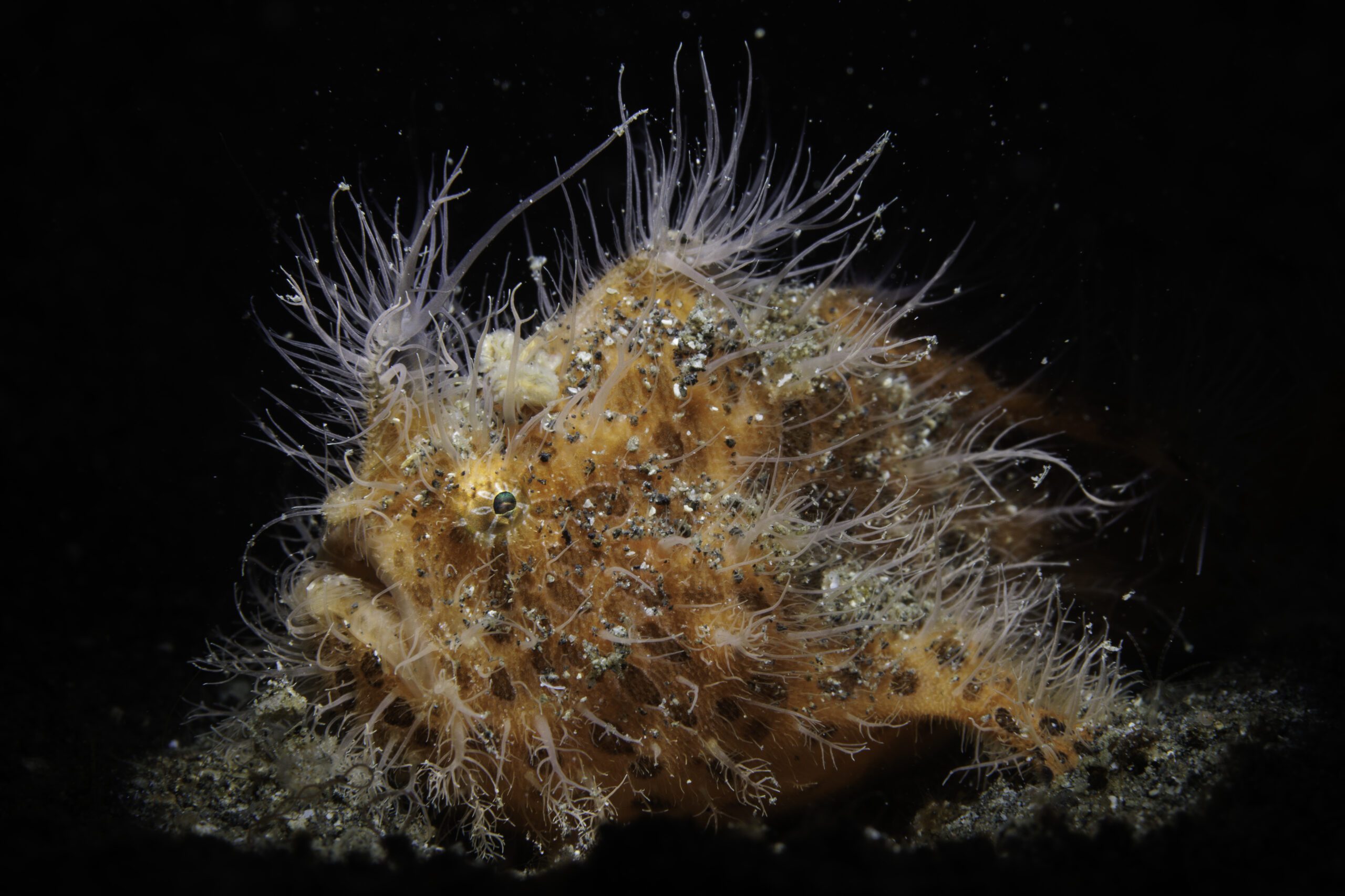 Women In Underwater Photography: Hairy Frogfish by Erin Quigley