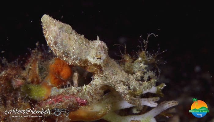 Muck Diving in Lembeh Strait – Critters of the Weeks 27 and 28