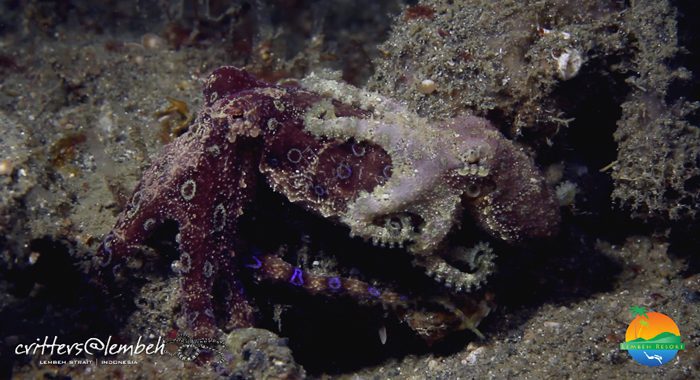 Muck Diving in Lembeh Strait – Critters of the Weeks 29 and 30