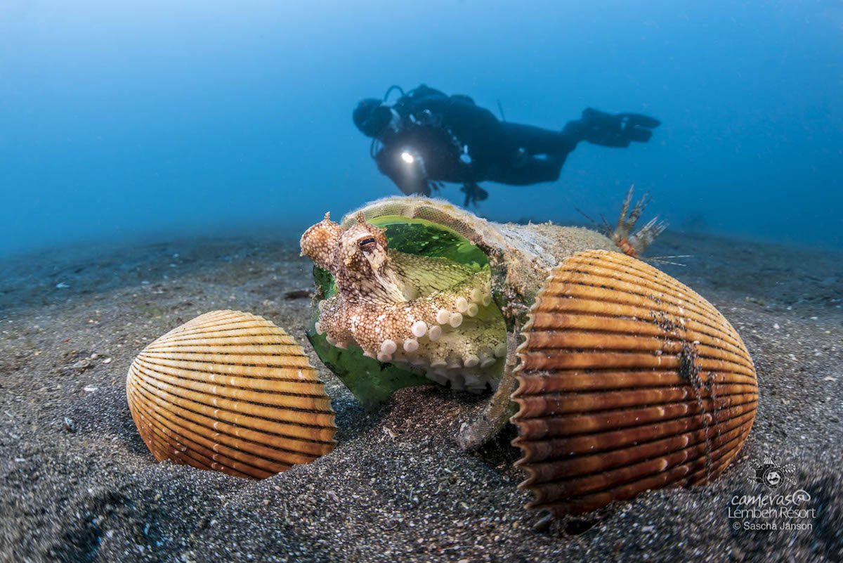 Coconut Octopus (Amphioctopus marginatus) with diver in background Lembeh muck diving