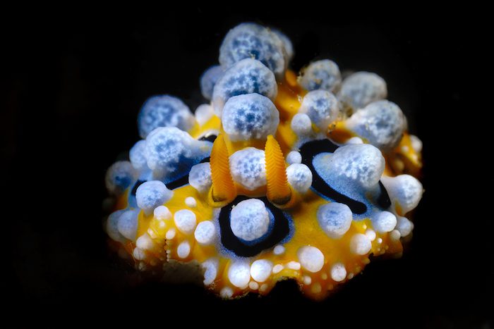 Nudi Lembeh Shootout