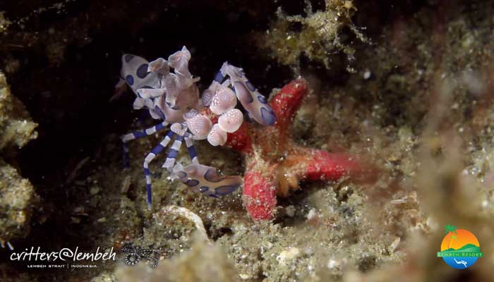 Muck Diving in Lembeh Strait – Critters of the Weeks 31 – 33