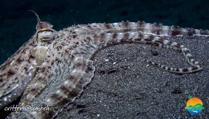 Muck Diving in Lembeh Strait –  Critters of the Weeks 34 – 36