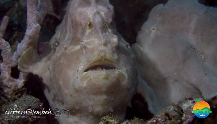 Muck Diving in Lembeh Strait – Critters of the Weeks 37 – 40
