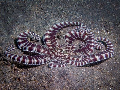 Mimic octopus, Thaumoctopus mimicus, critters@LembehResort, North Sulawesi Indonesia 2016