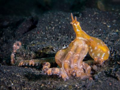 Wunderpus octopus, Wunderpus photogenicus, critters@LembehResort, North Sulawesi Indonesia 2016