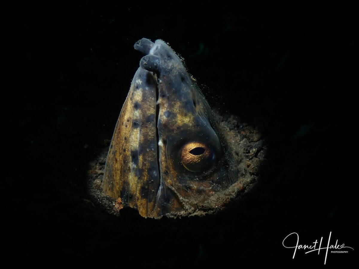 4 Blacksaddle Snake Eel - Ophichthus cephalozona Snake Eel Lembeh