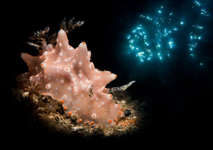 The shootout Lembeh Gulen