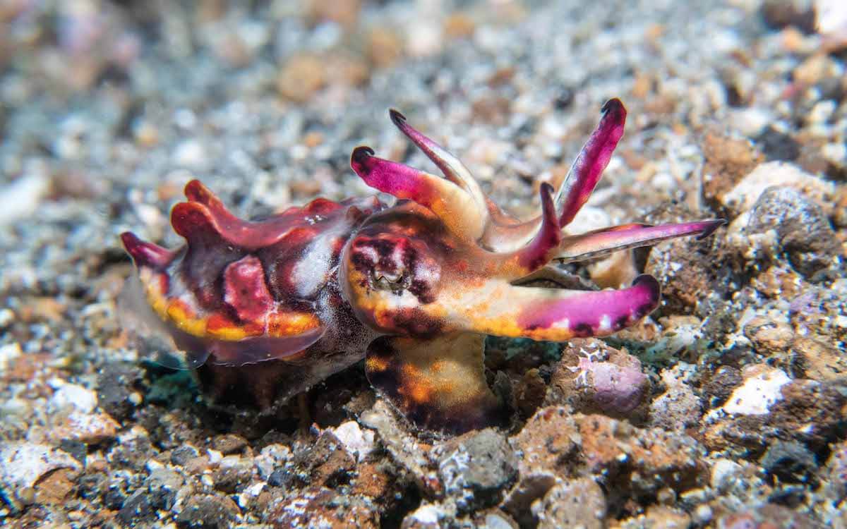 4. Flamboyant cuttlefish (Metasepia pfefferi)
