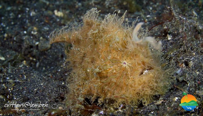 Muck Diving in Lembeh Strait –  Critters of the Weeks 41 & 42