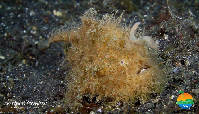 Muck Diving in Lembeh Strait – Critters of the Weeks 41 & 42