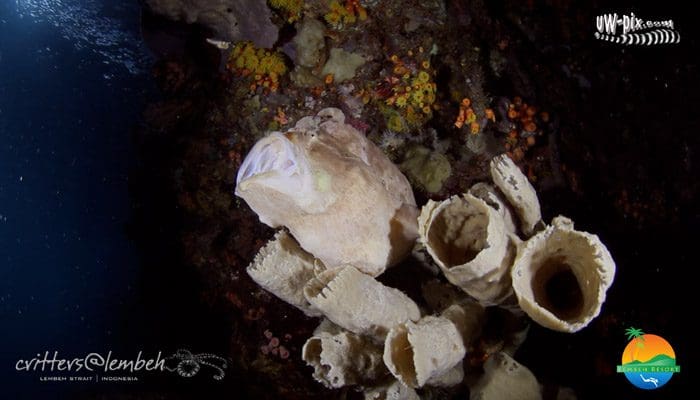 Muck Diving in Lembeh Strait – Critters of the Weeks 43 – 45