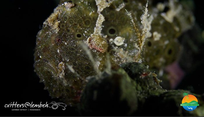 Muck Diving in Lembeh Strait – Critters of the Weeks 46 & 47
