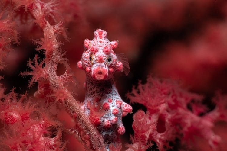 Pygmy seahorse in Lembeh by Jacob Guy