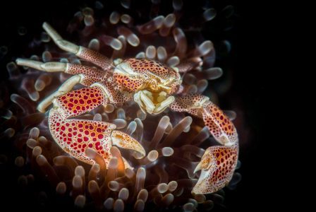 Porcelain crab Neopetrolisthes maculatus, critters@LembehResort, North Sulawesi Indonesia 2016
