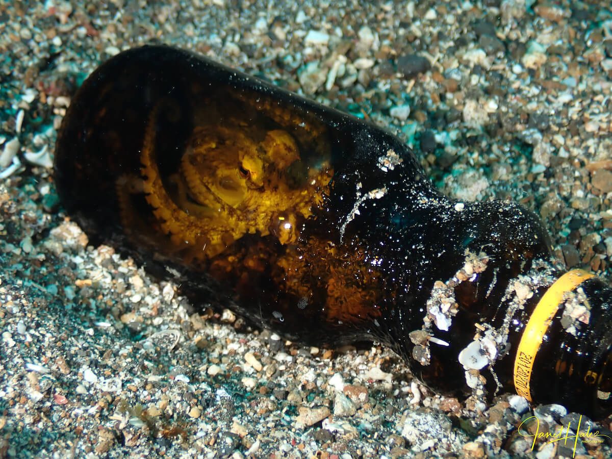 5 Coconut Octopus - Amphioctopus marginatus - hiding in a bottle Coconut Octopus in a bottle