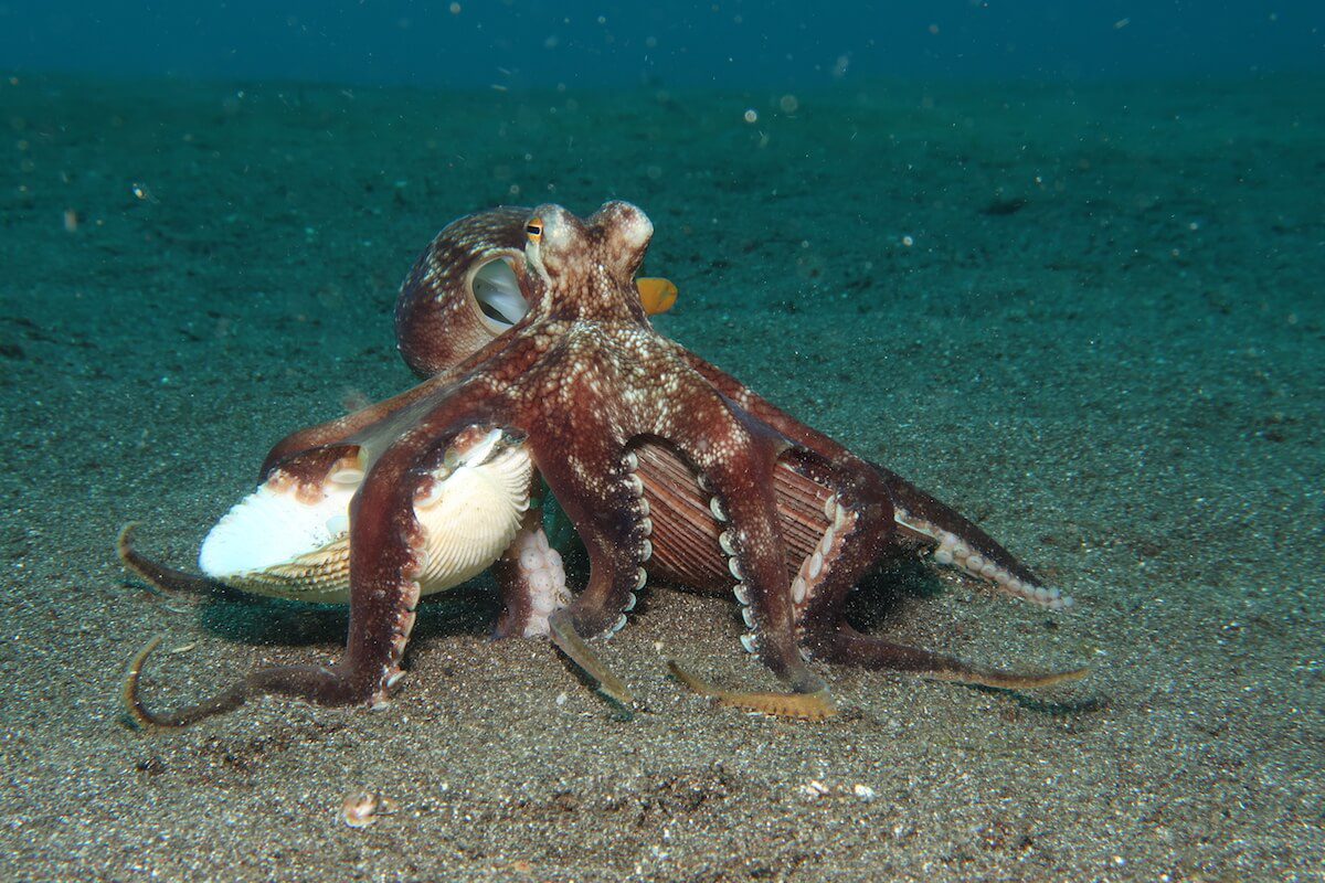 5. Coconut octopus (Amphioctopus marginatus)
