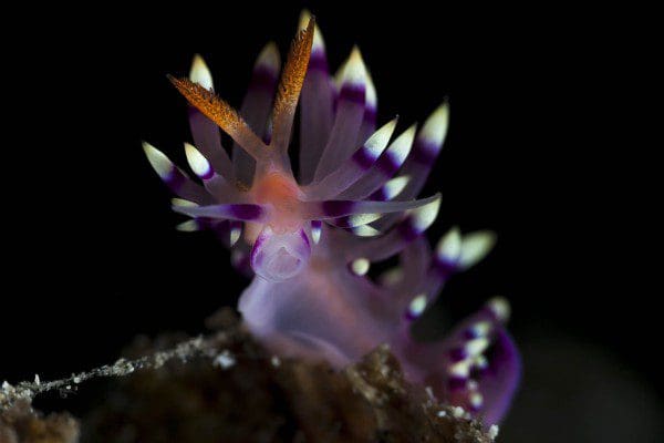 5_Jerry_Flabellina