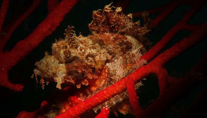 Lembeh Underwater Photography