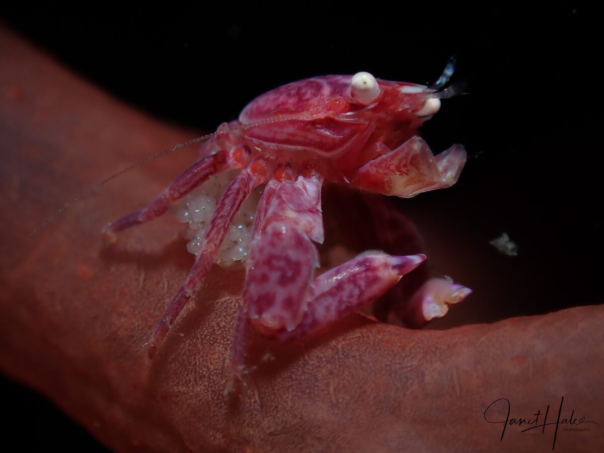 6 Soft Coral Porcelain Crab - Lissoporcellana nakasonei - with eggs Soft Coral Crab