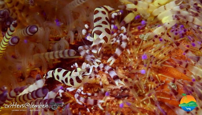 Muck Diving in Lembeh Strait – Critters of the Week 20