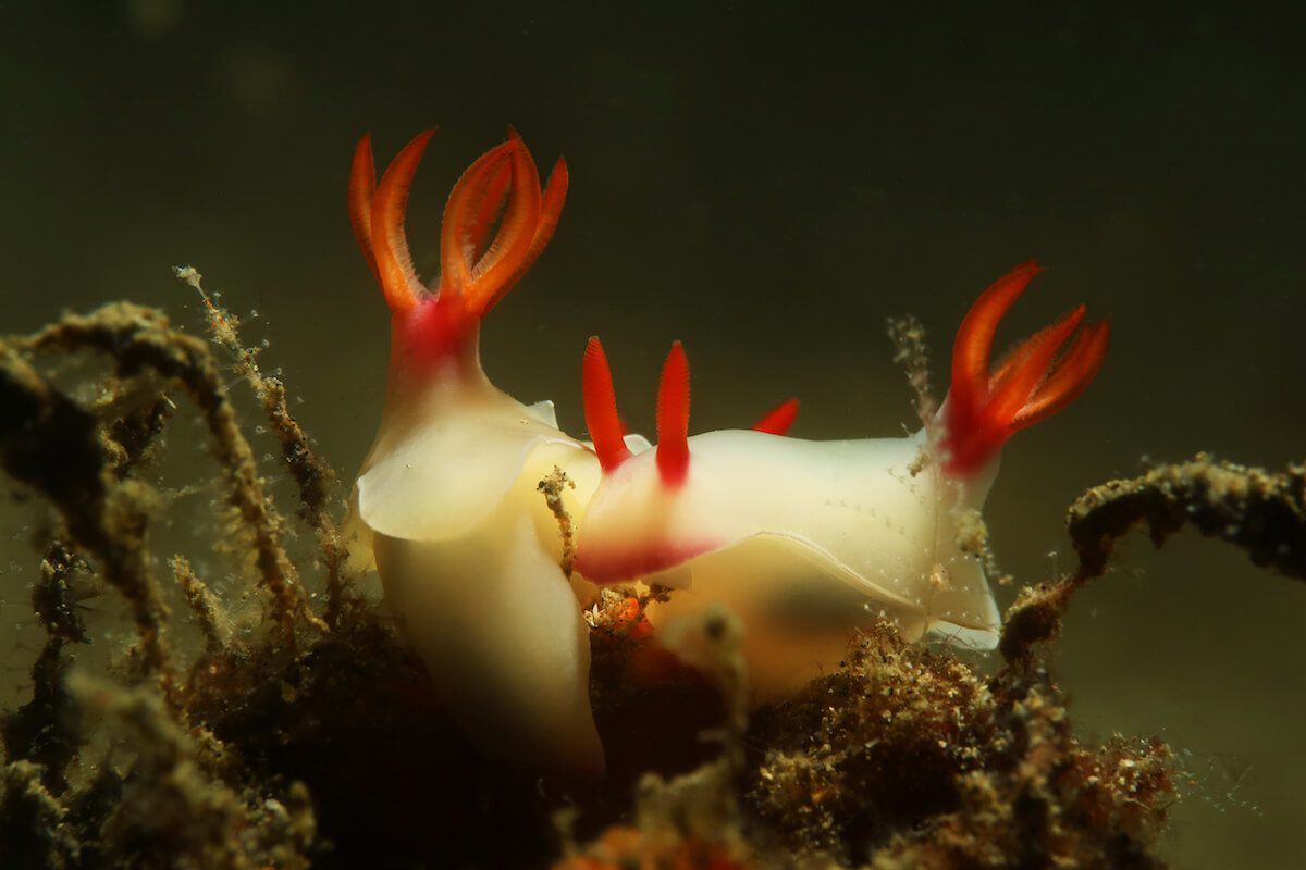 8. Hypselodoris bullocki nudibranch