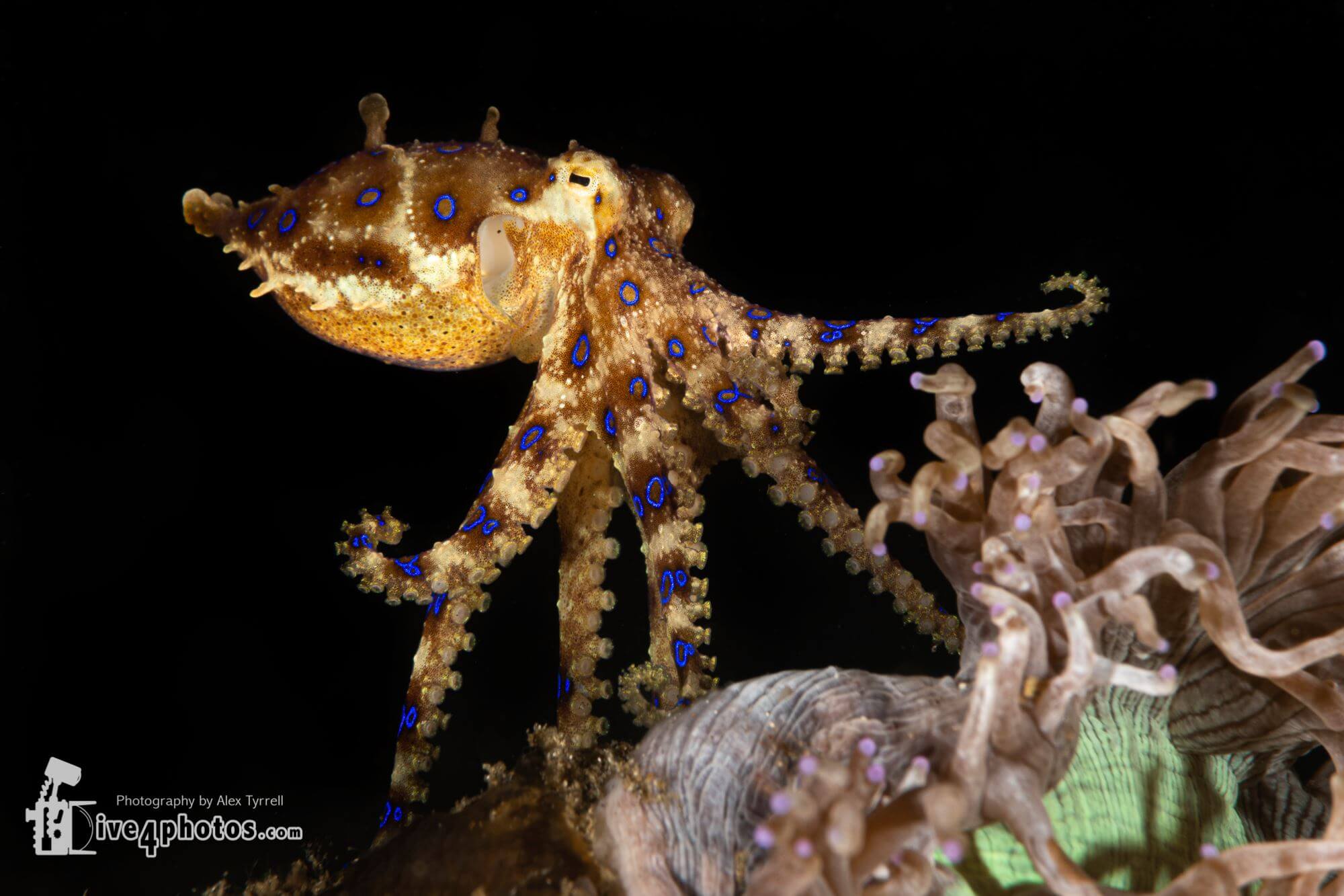 Blue ringed octopus by Alex Tyrrell